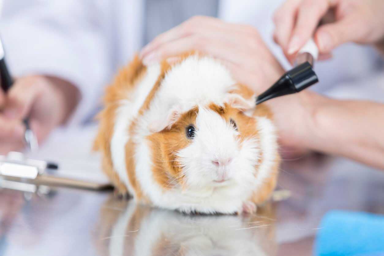 Guinea pig with ear checked