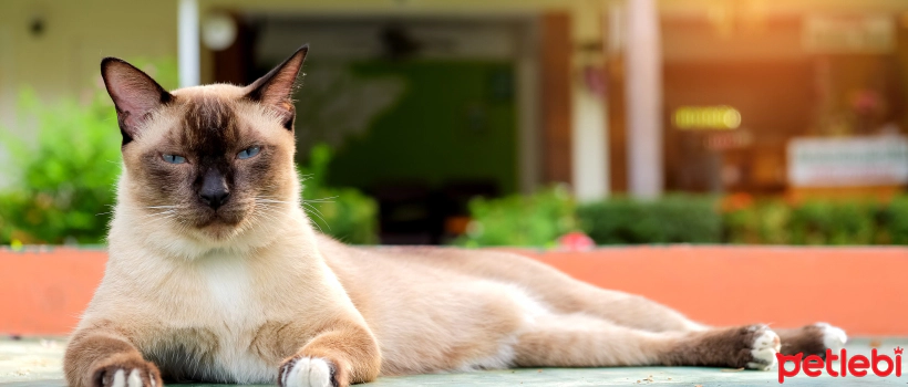 Myths and Facts About Cat Behavior