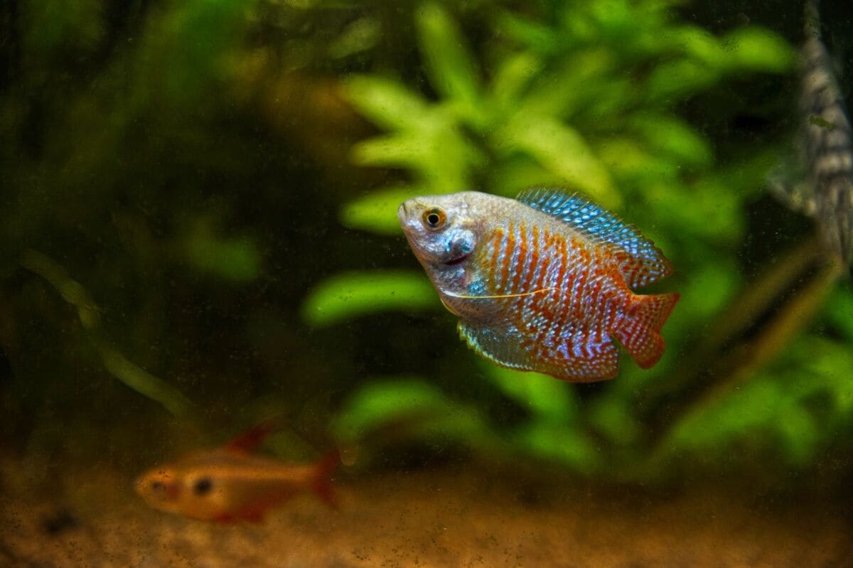 Colorful Fish In the aquarium, with its head held high
