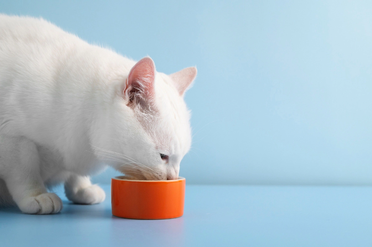 White cat eating from orange food bowl