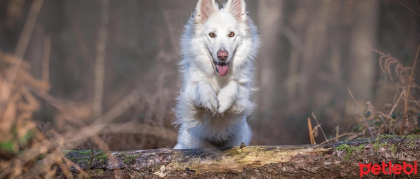 Name Suggestions for White Dogs