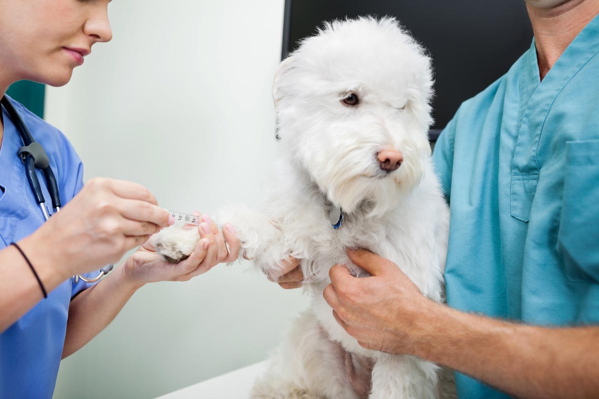 White dog giving blood for analysis