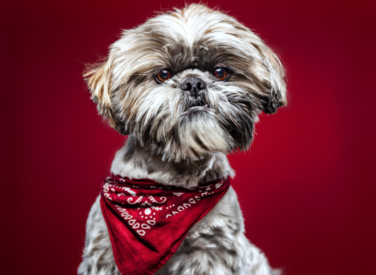 Shih Tzu with short hair and a red band around its neck