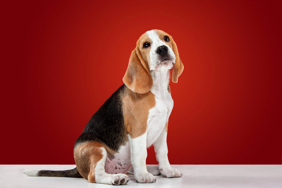 Beagle sitting on its hind legs
