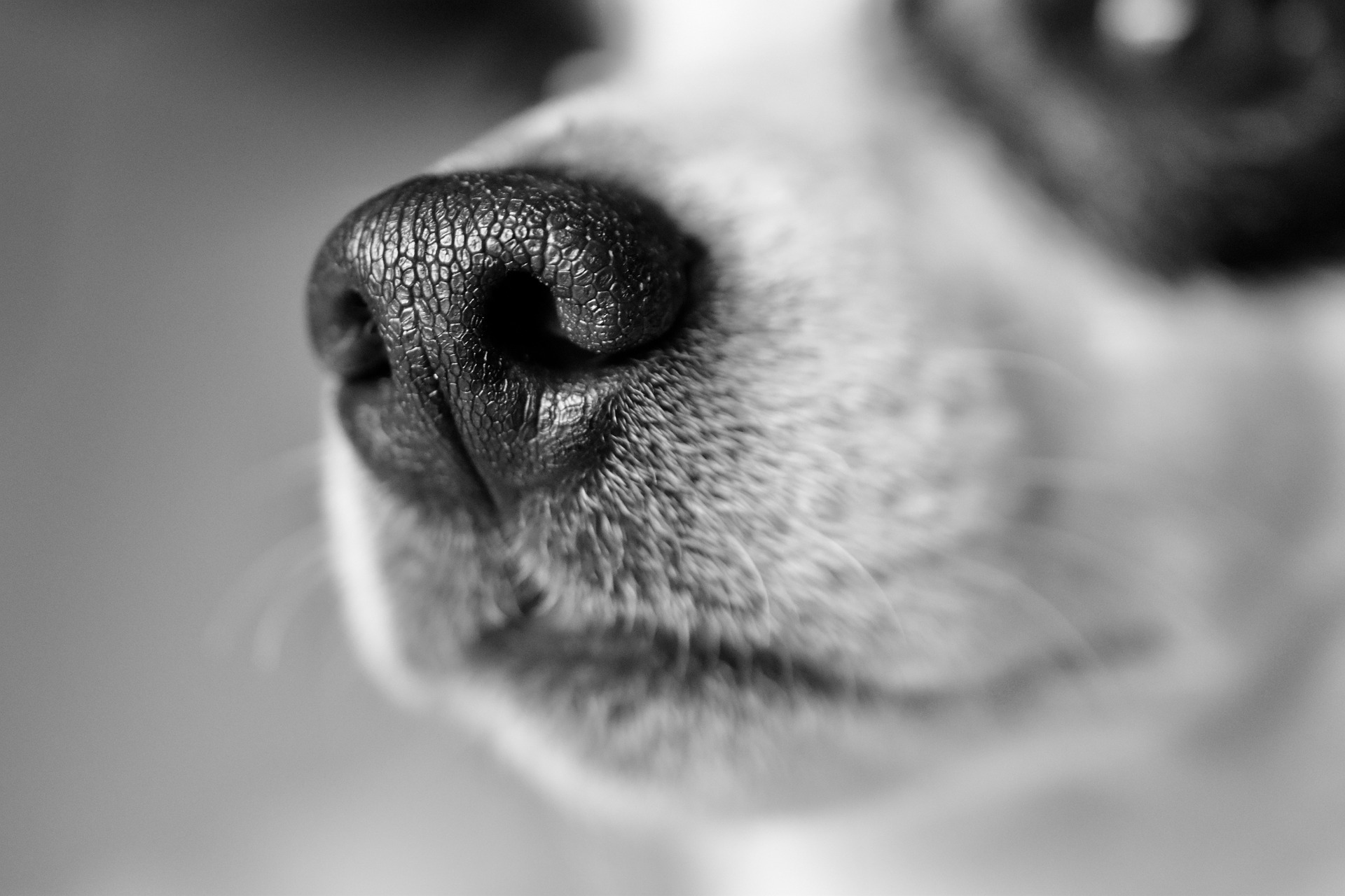 Black and white dog photo