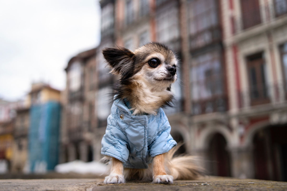 Chihuahua wearing a blue quilted coat