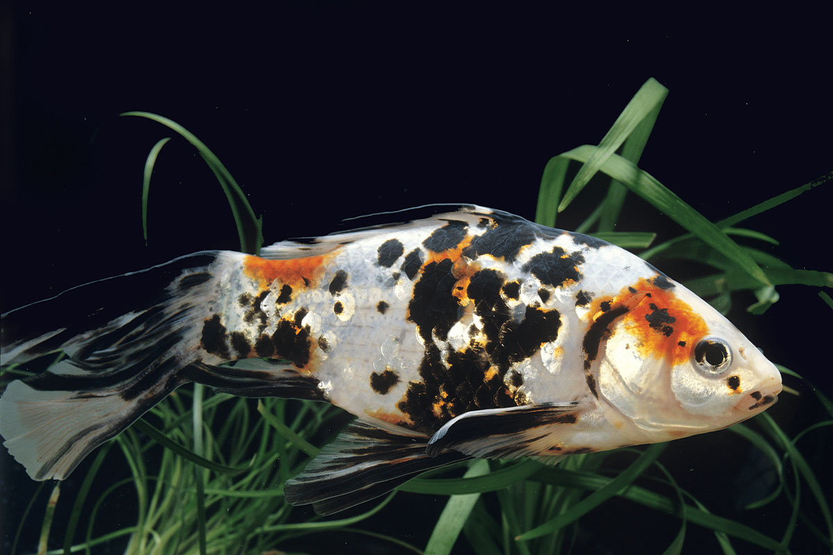 Calico goldfish