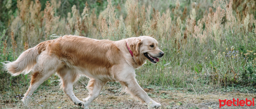 What are the Benefits and Harms of Dog Neutering?