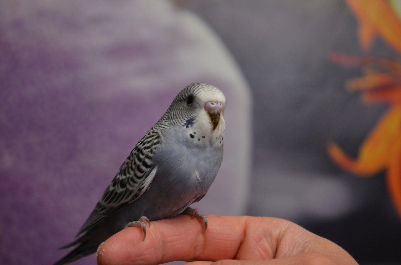 Budgie perched on a finger