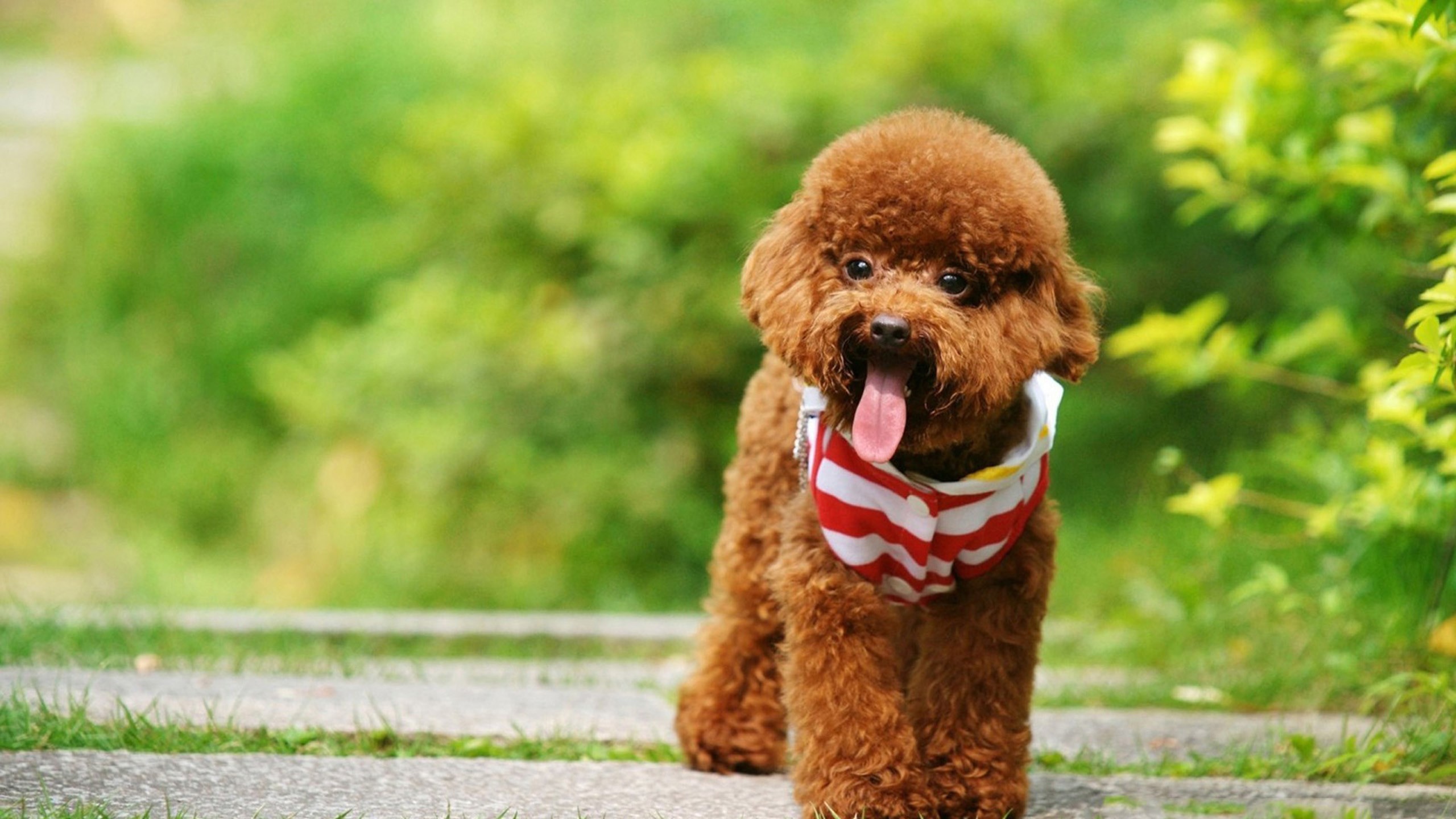Toy Poodle with red and white striped coat