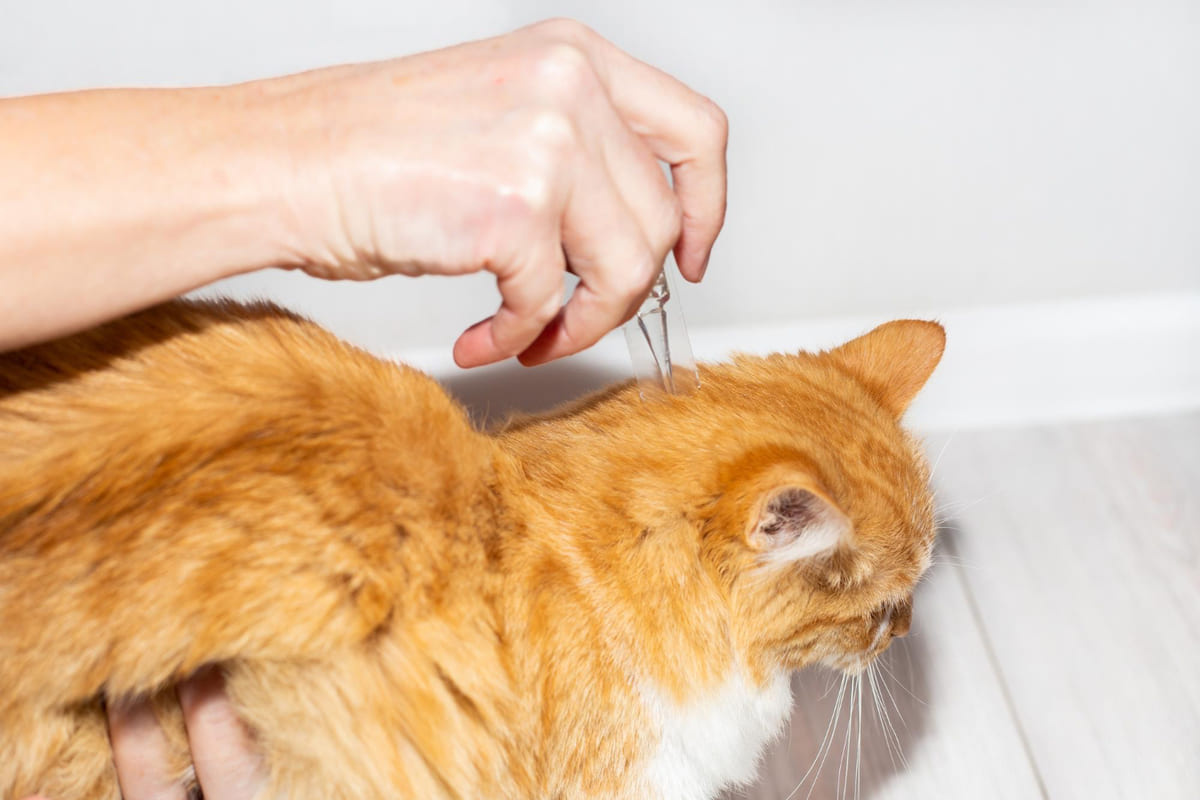 External parasite medication being applied to the neck of an orange-white cat