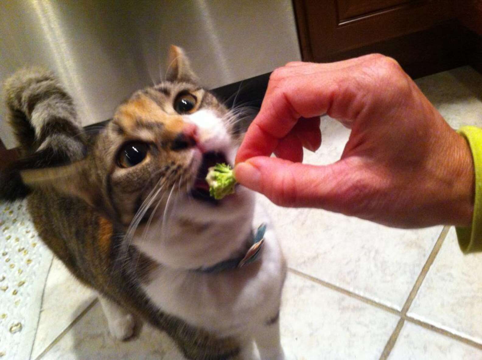 Cat eating broccoli