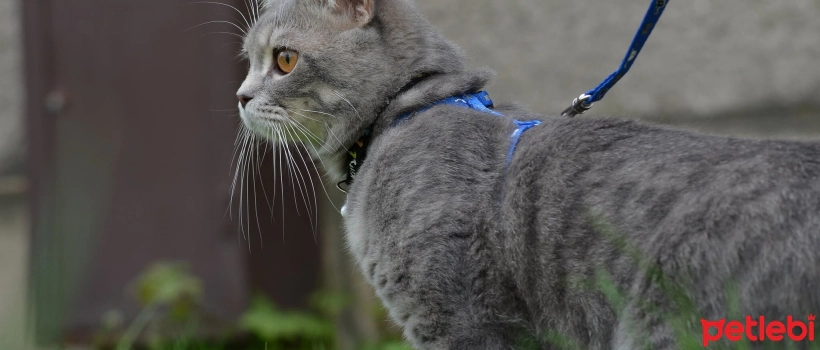 Cat Training: How to Get Cats Used to Walking on a Leash?