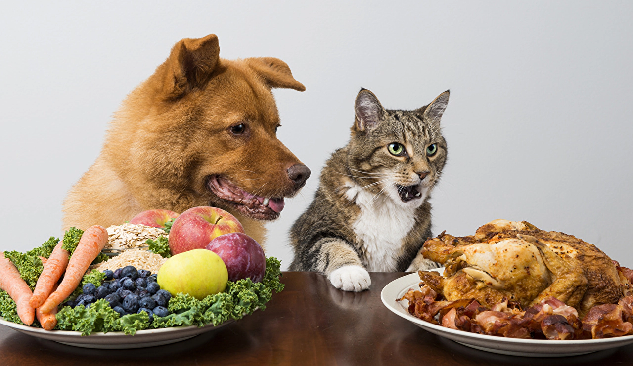 A dog looking at fried meat in front of a cat