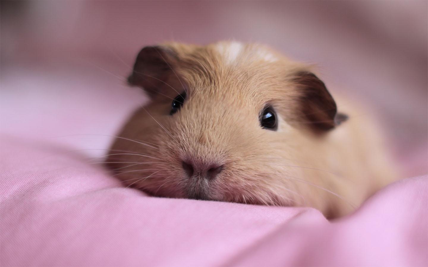 Guinea pig lying on a pink pillow