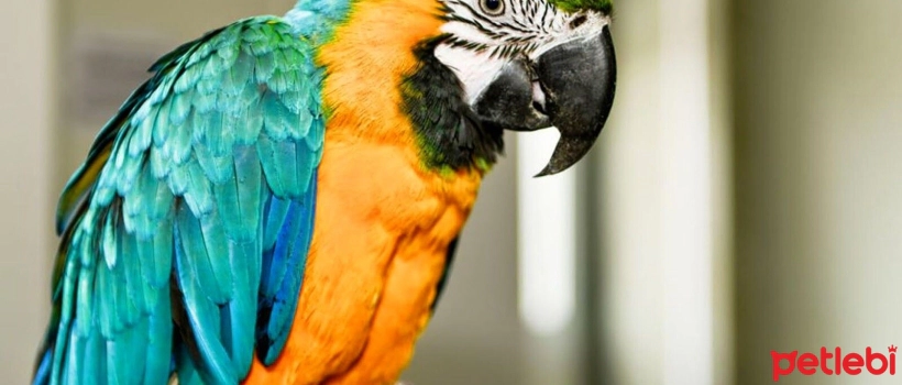 Attention to Dangers in the Home for Pet Birds