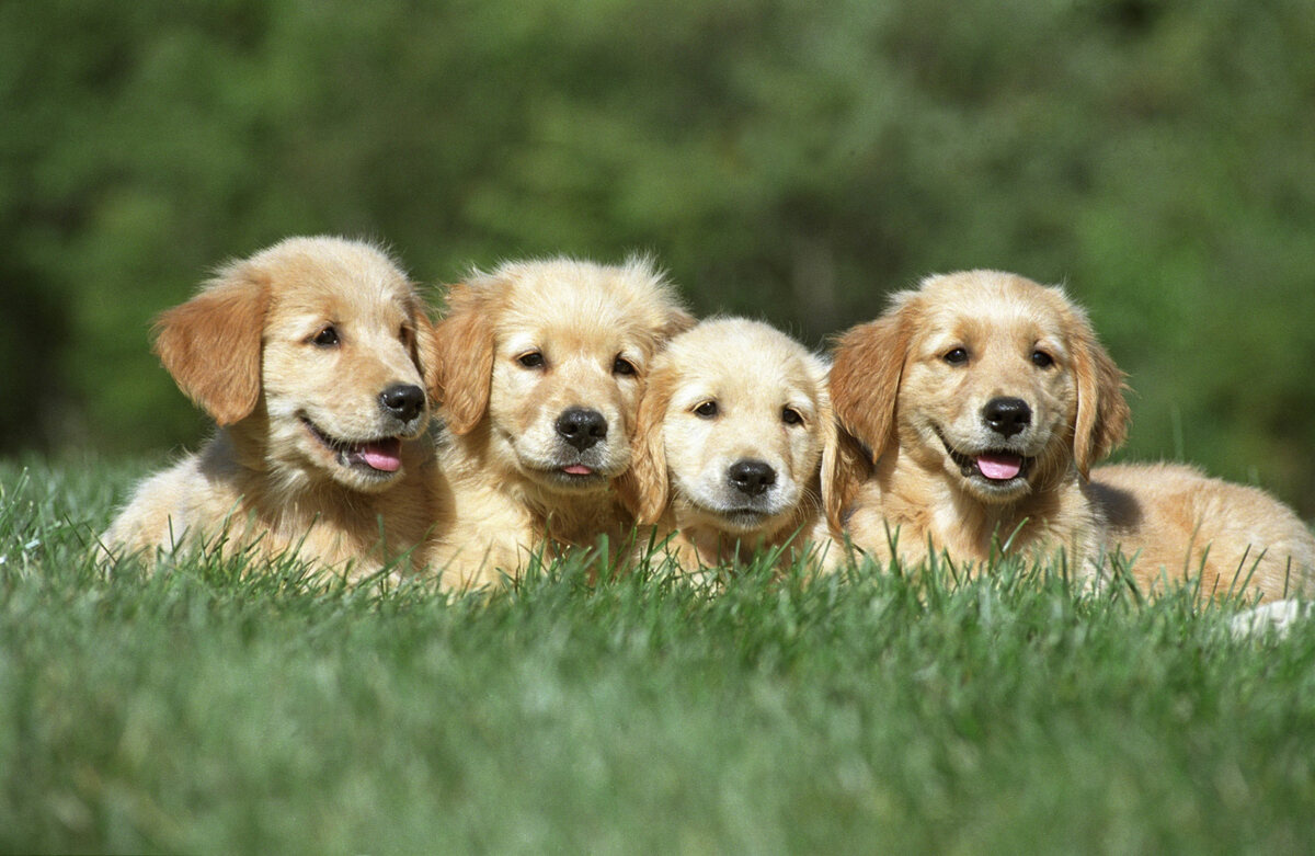 Puppies sitting side by side