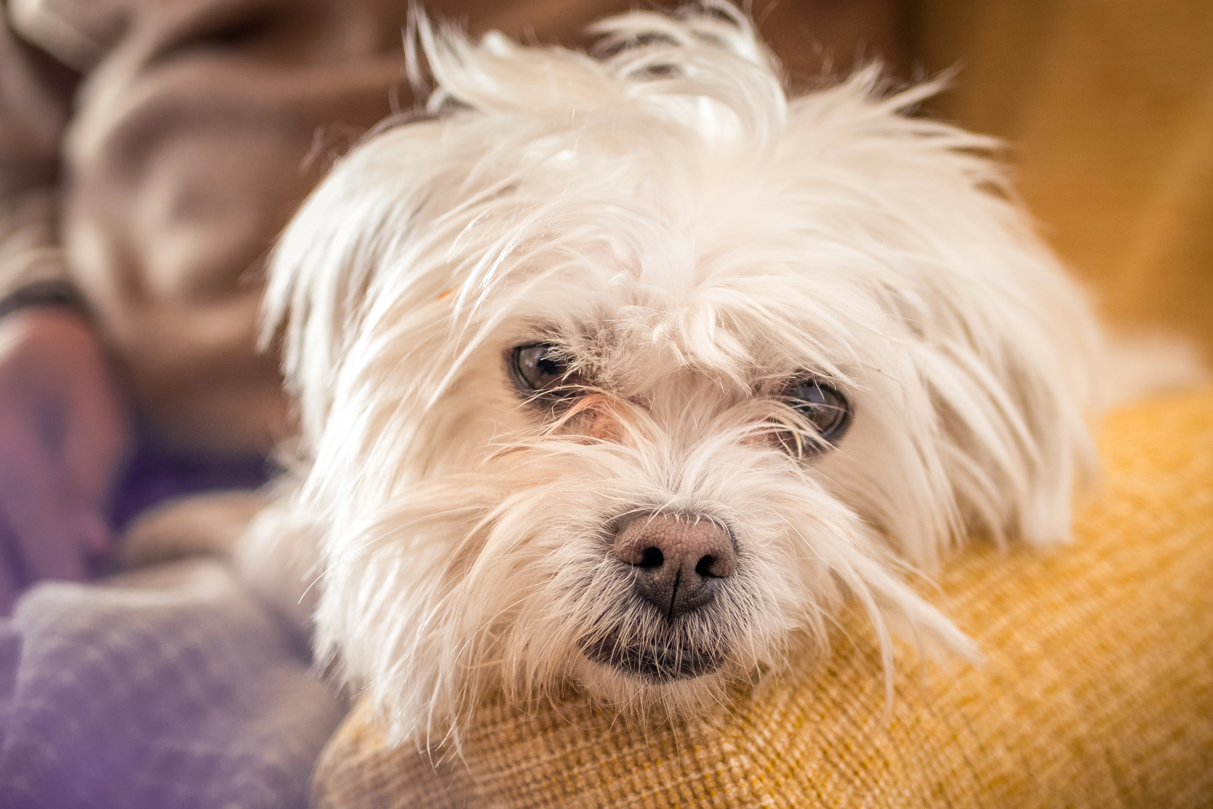 Maltese Terrier