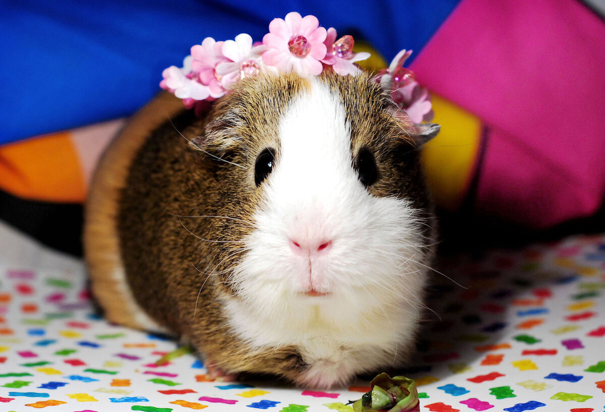 Guinea pig with a pink flower crown