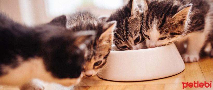 Kitten Nutrition Between 6 and 12 Months
