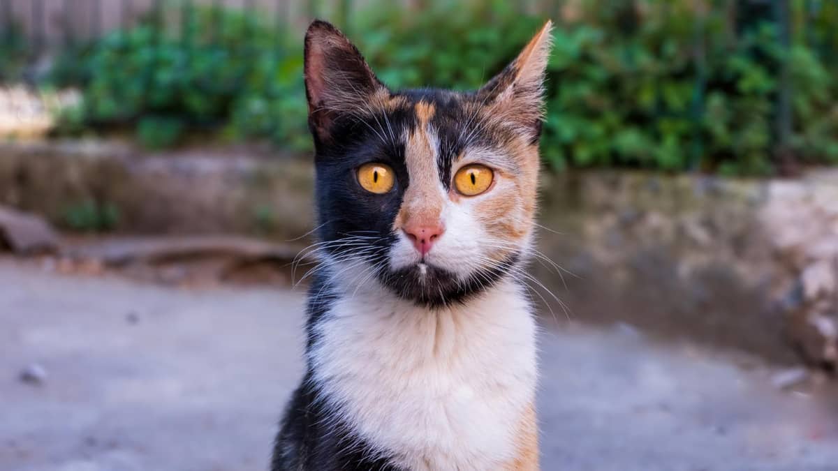 Multicolored cat facing forward