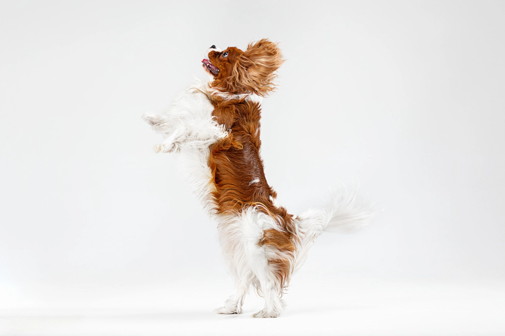 Cavalier King Charles Spaniel jumping Spaniel