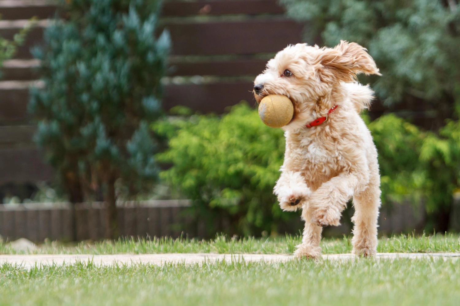 Dog playing with a ball
