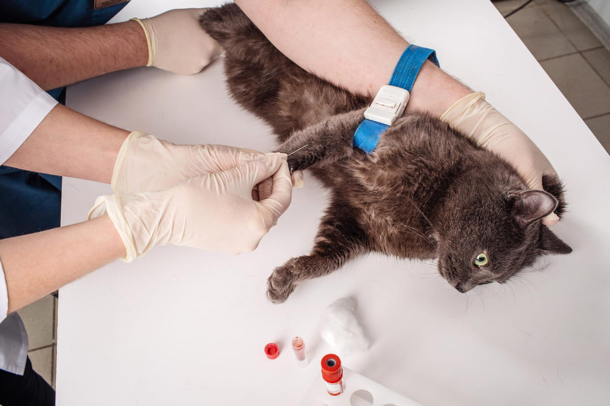 A cat with blood drawn for a blood test
