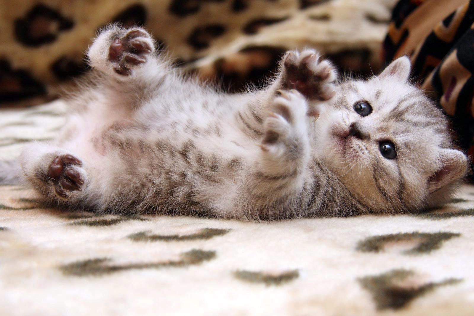 Kitten lying on its back