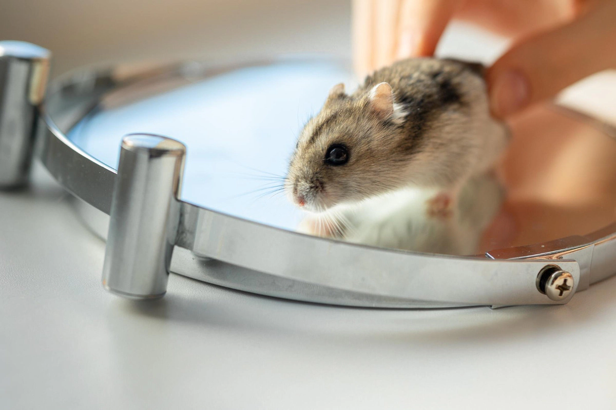 Hamster standing on a mirror