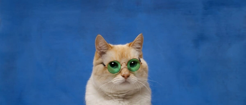 Most Common Eye Diseases in Cats, Causes, Symptoms and Treatment Methods