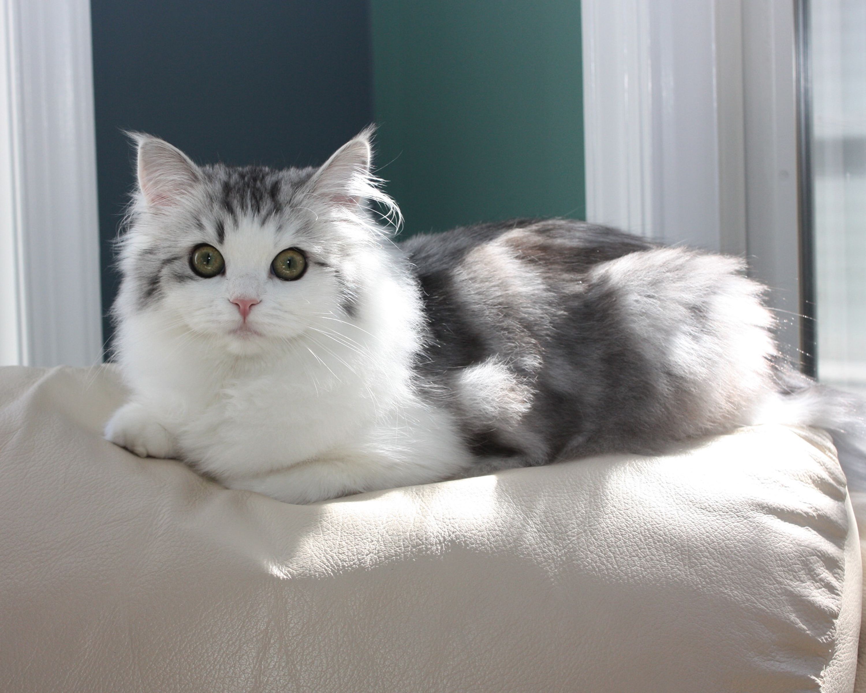 Long-haired cat sitting on a sofa cushion