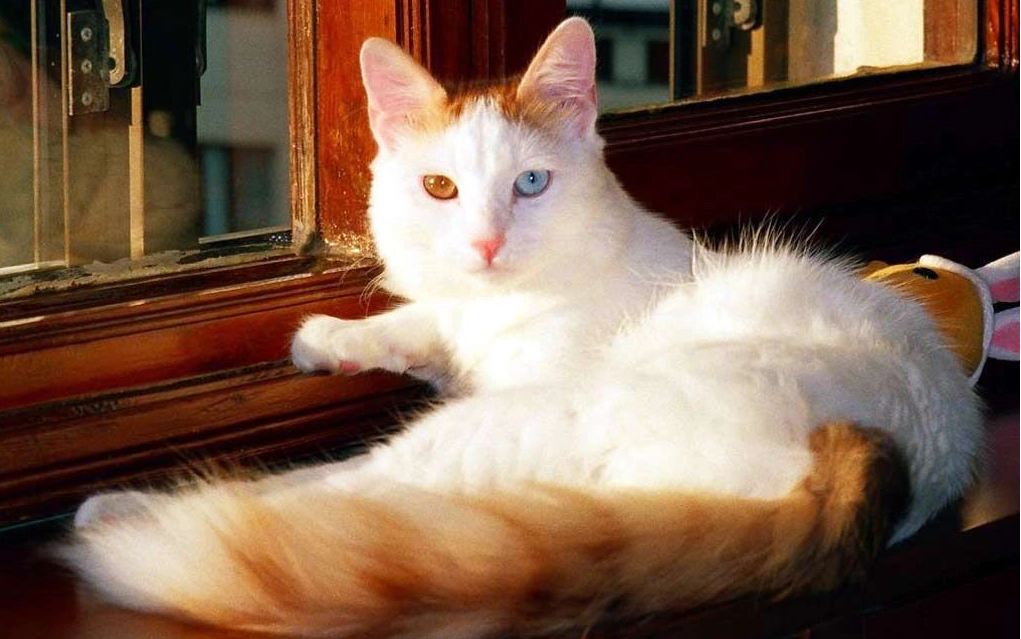 Van cat lying in front of the window