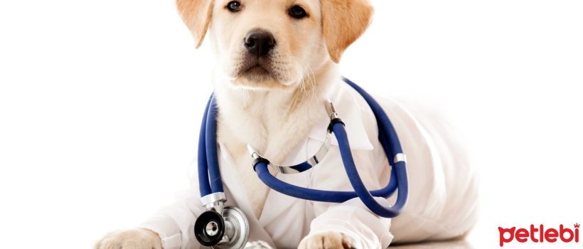 Things to Know About Digestive System Health in Dogs