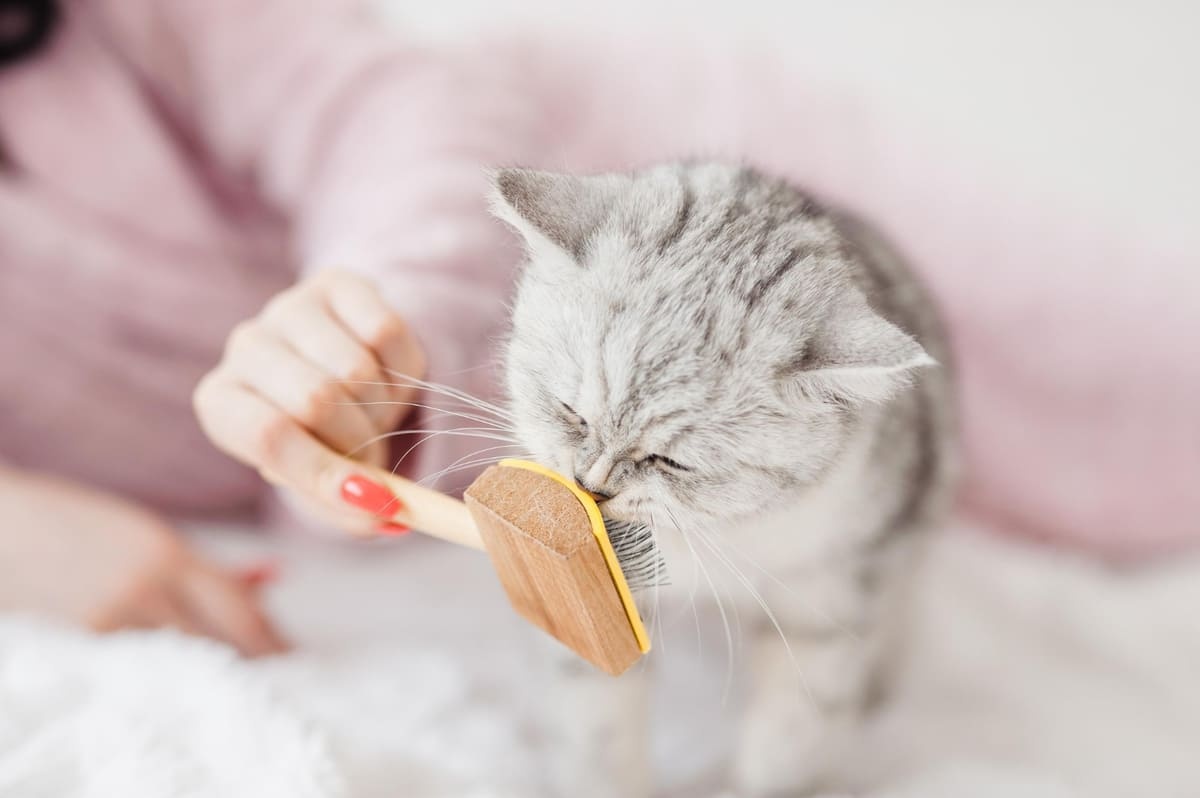 Gray cat sniffing its comb