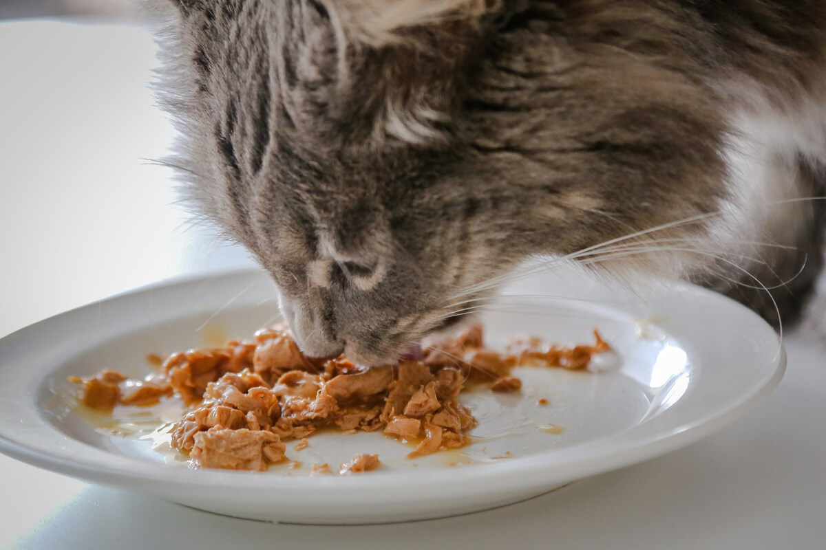 A gray cat eating wet food