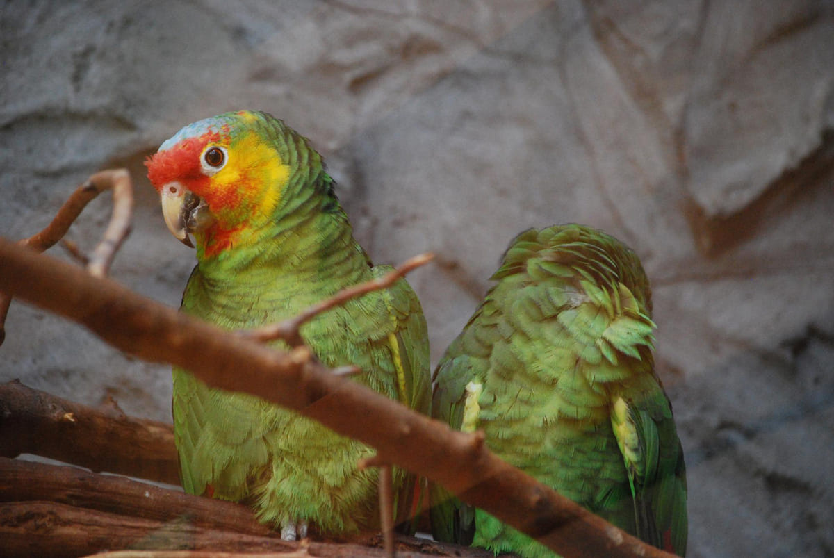 Amazon Parrot