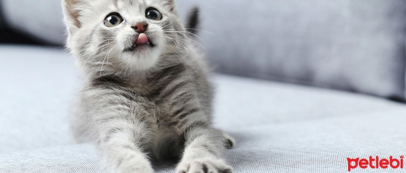 6 Basic Needs of Kittens