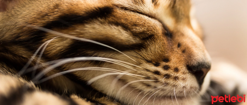 Why Do Cats Sleep So Much? My Cat Sleeps Constantly, Is This Normal?
