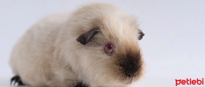 Guinea Pig Shedding and Care