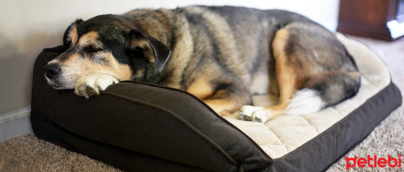 Bladder Stones in Dogs