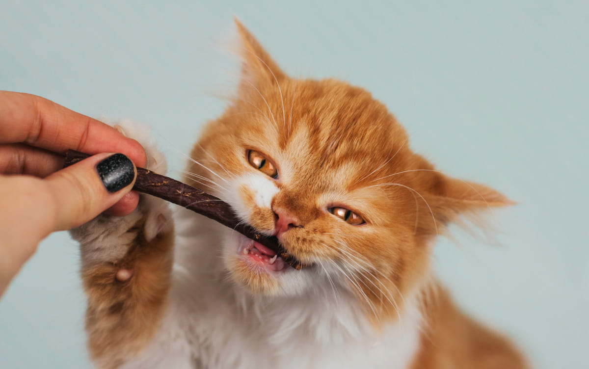 Kitten eating a treat stick