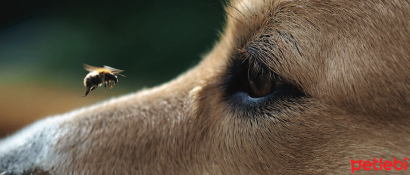 What Should You Do If Your Dog Gets Stung by a Bee?