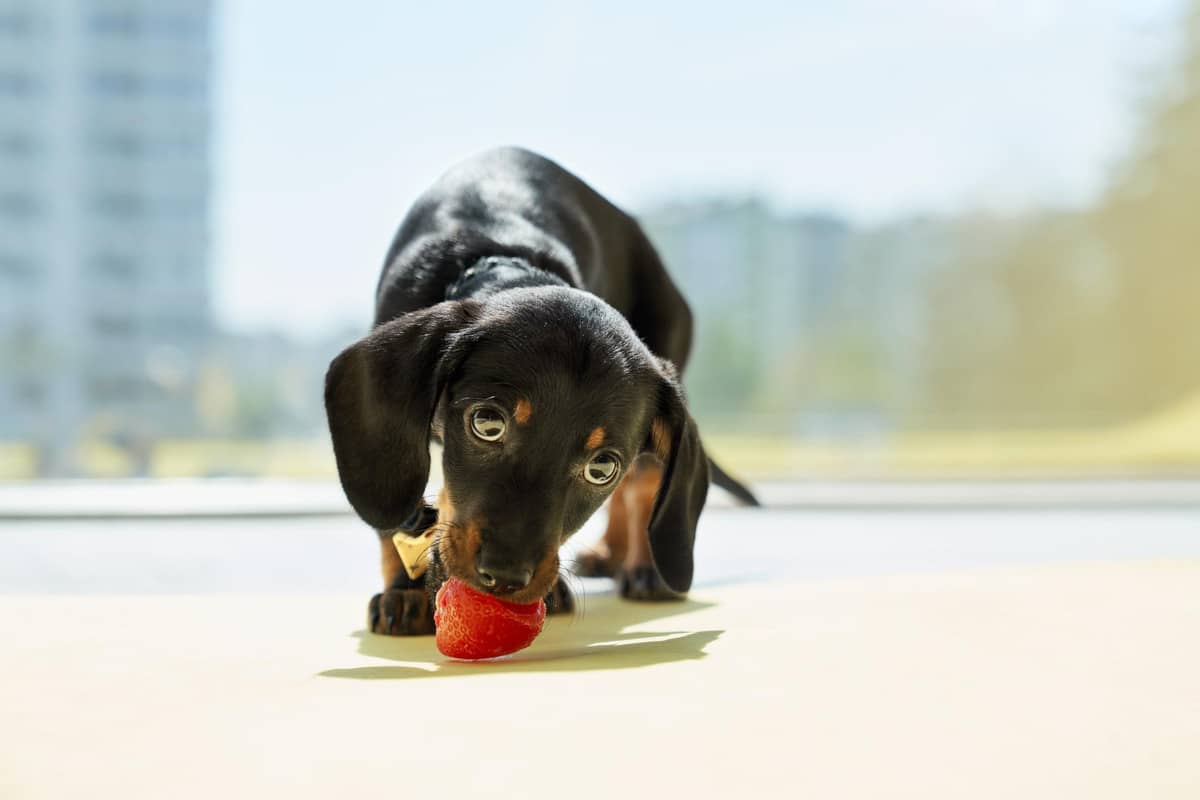 Black long-eared dog eating strawberries