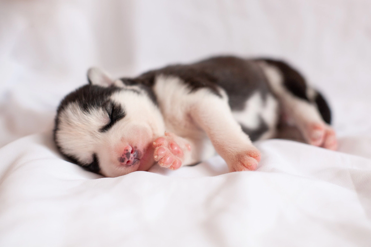 Puppy sleeping on a white floor