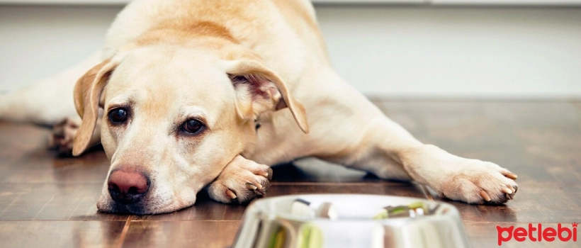 The Problem of Not Eating Dry Food After Wet Food