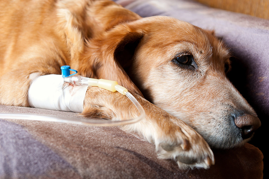 Dog with IV drip