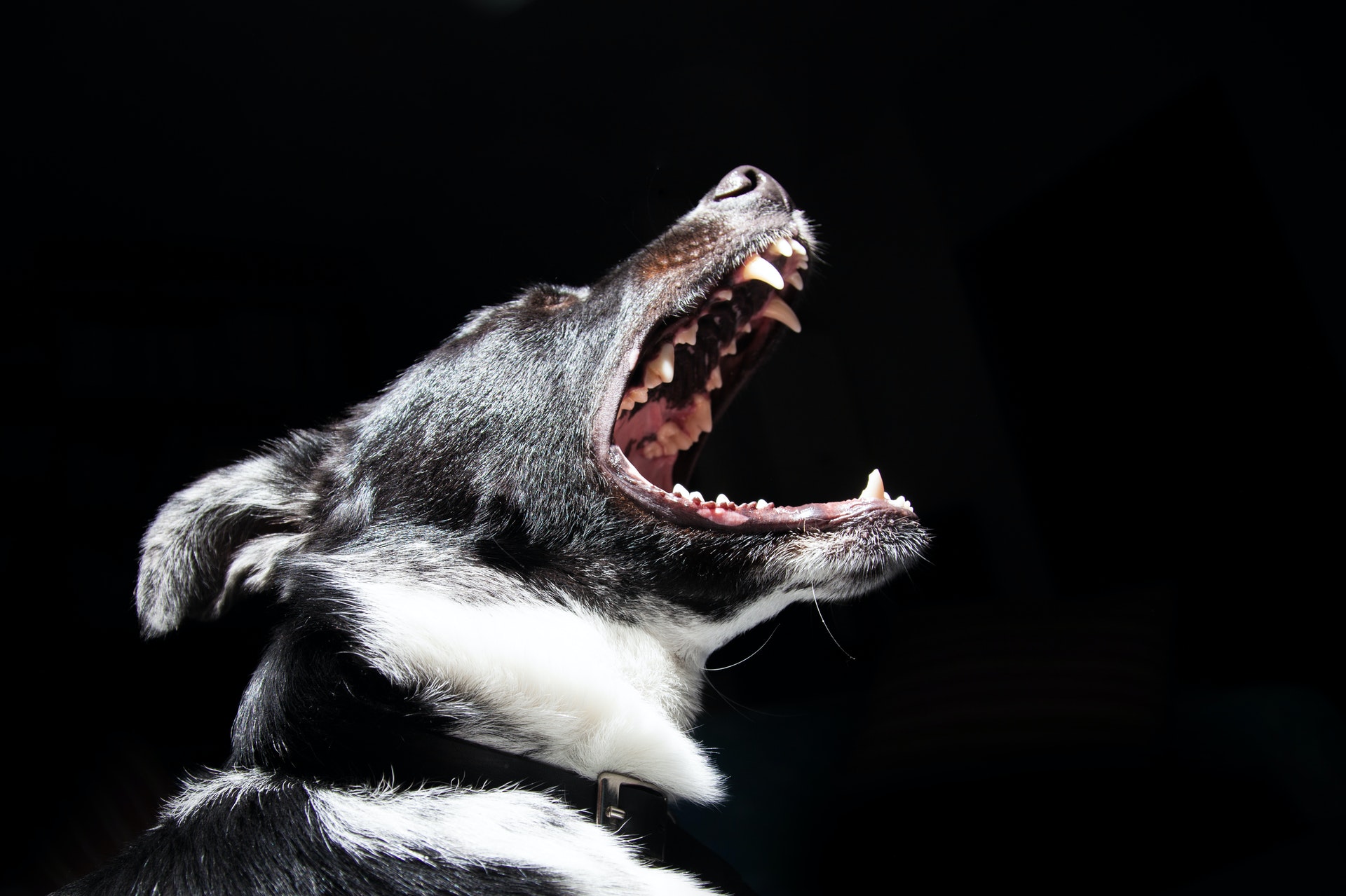 Dog with its mouth open against a black background