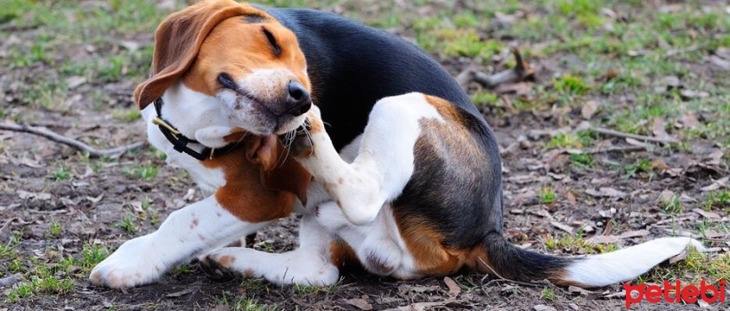 Impetigo Disease and Treatment in Dogs