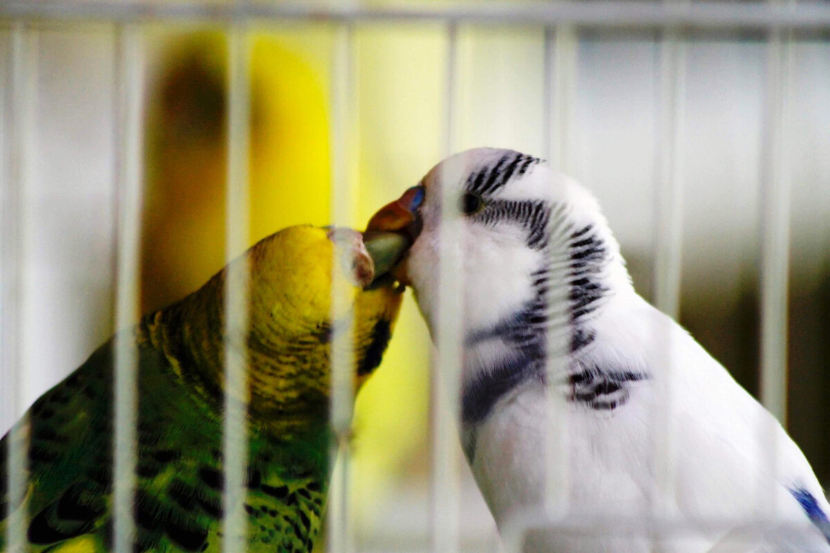 Two budgies touching their beaks together